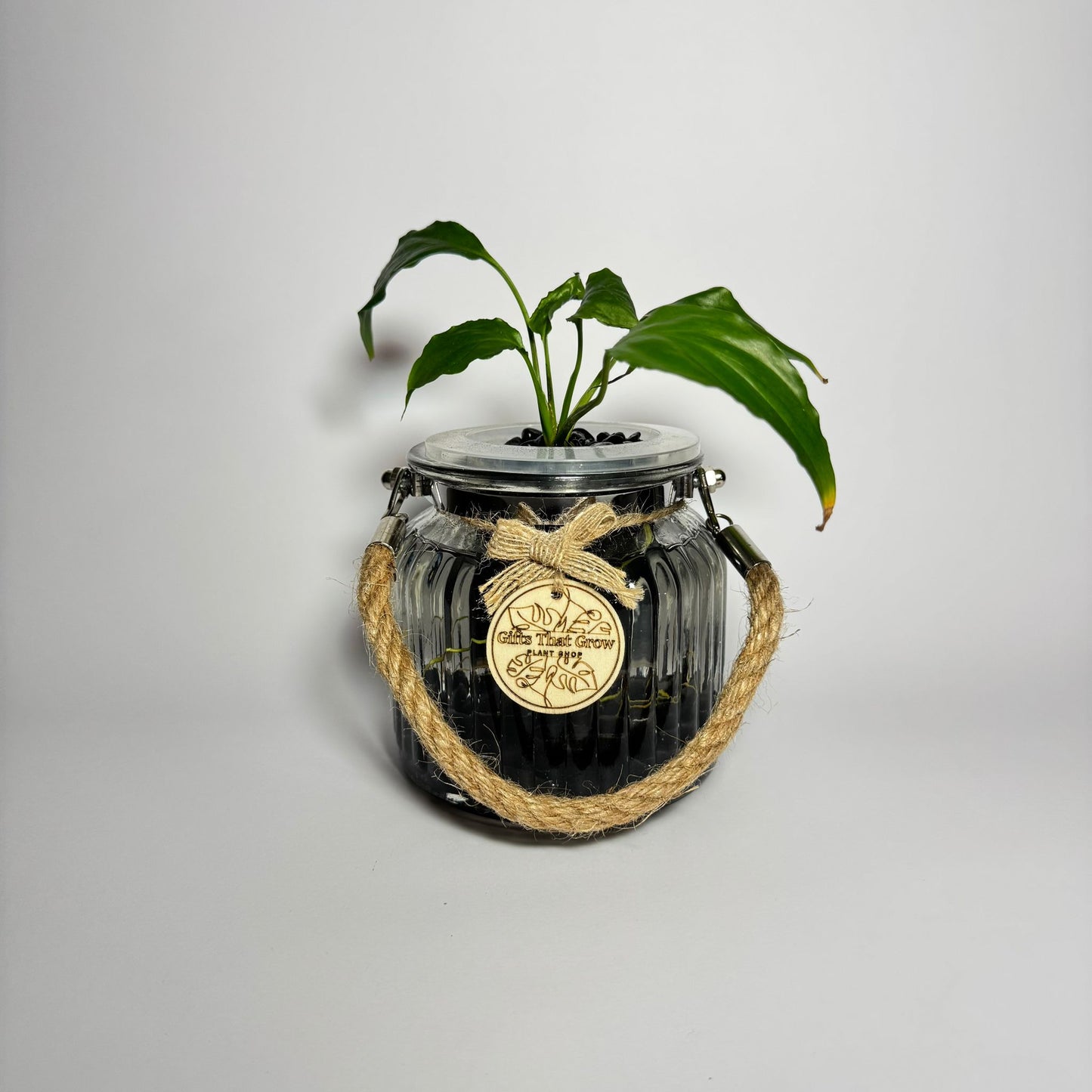 Peace Lily (Spathiphyllum sp.)