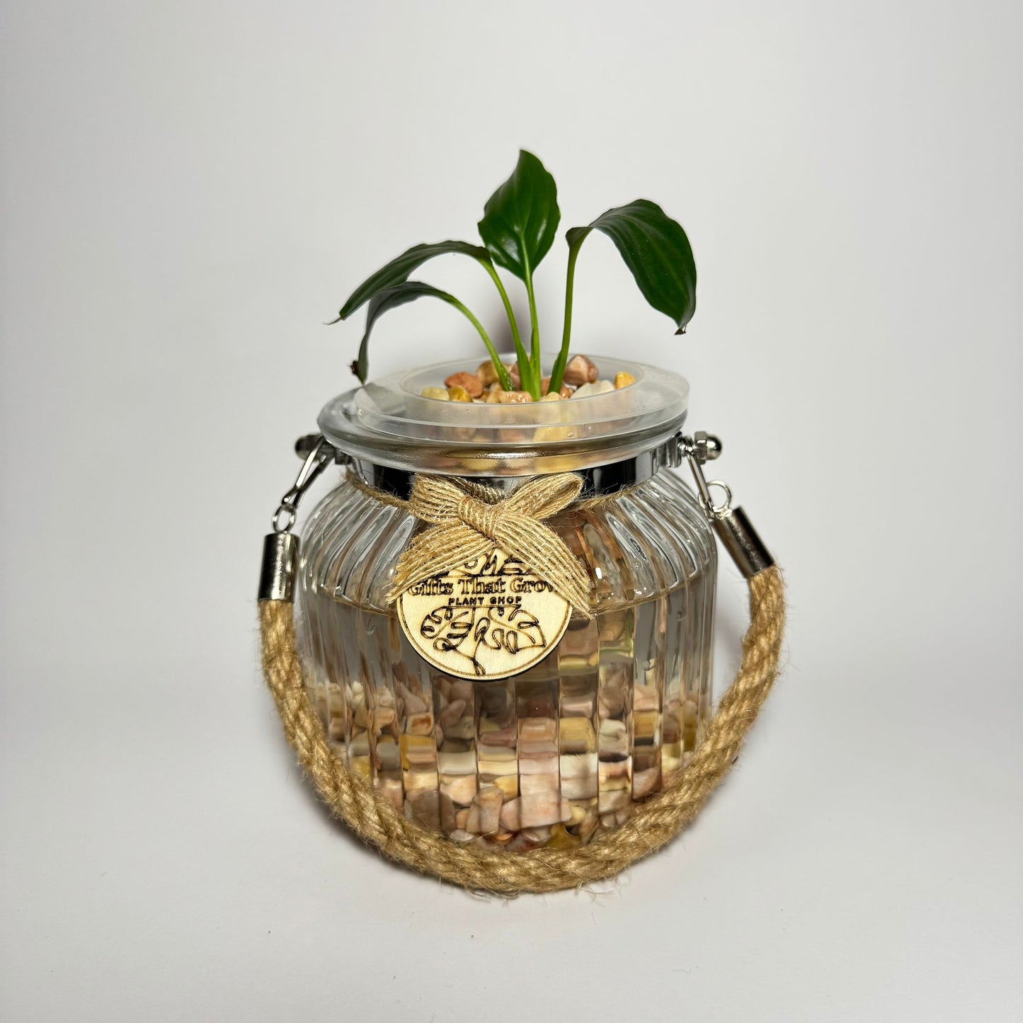 Peace Lily (Spathiphyllum sp.)