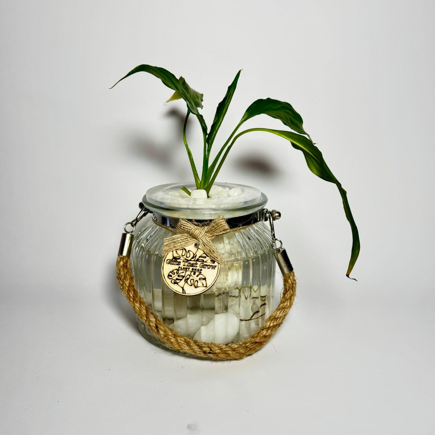 Peace Lily (Spathiphyllum sp.)