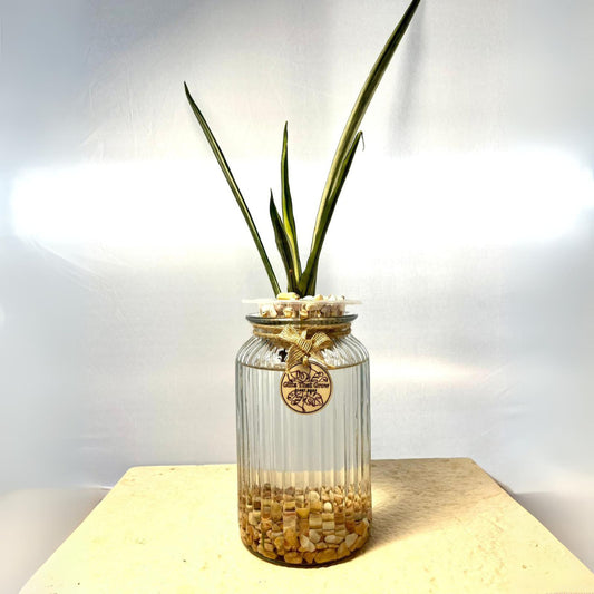 Snake Plant (Dracaena Trifasciata)