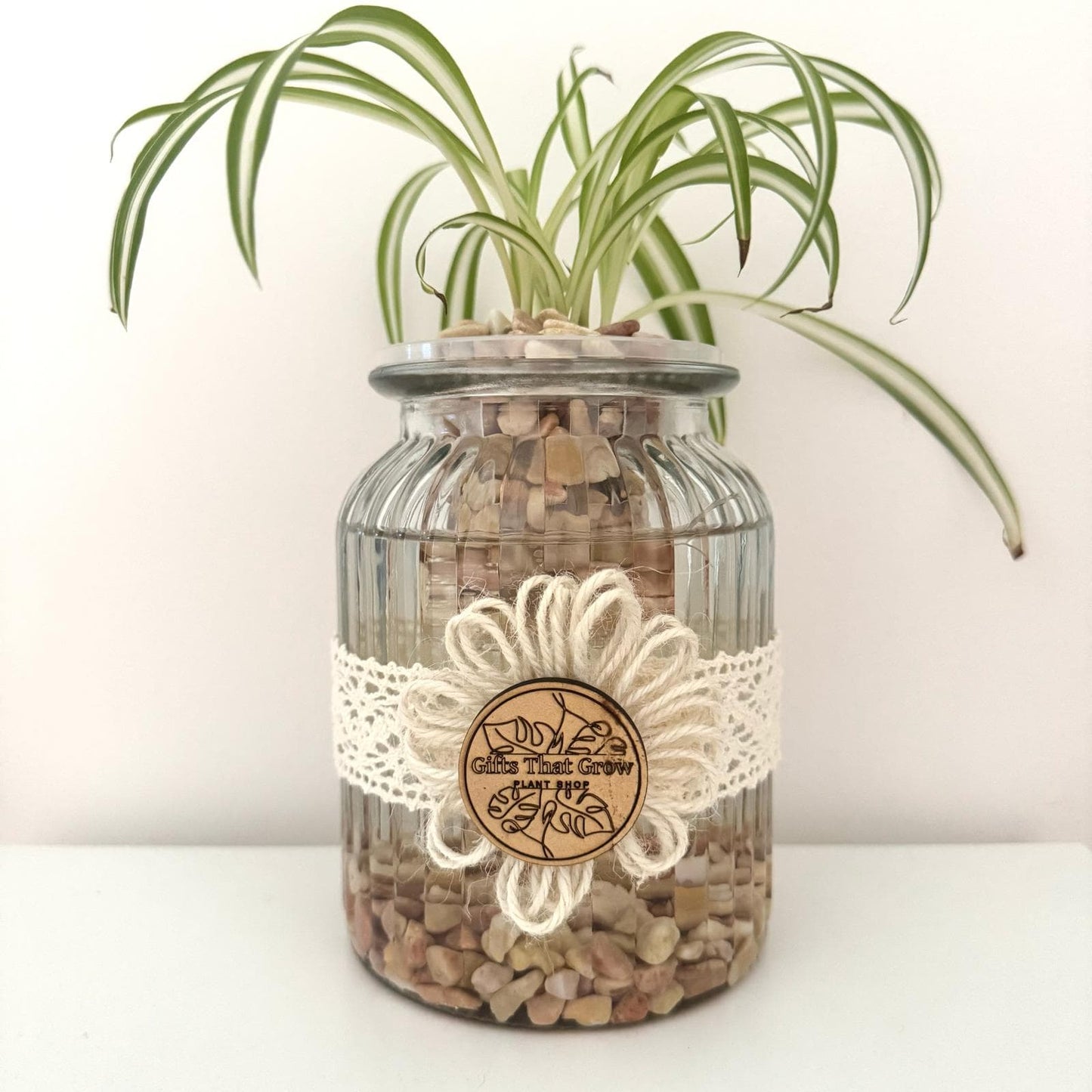 Spider Plant - Daisy Edition