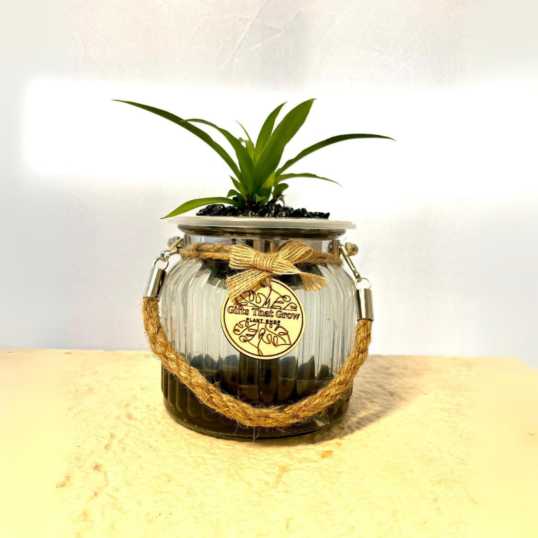 Spider Plant Green (Chlorophytum Comosum)