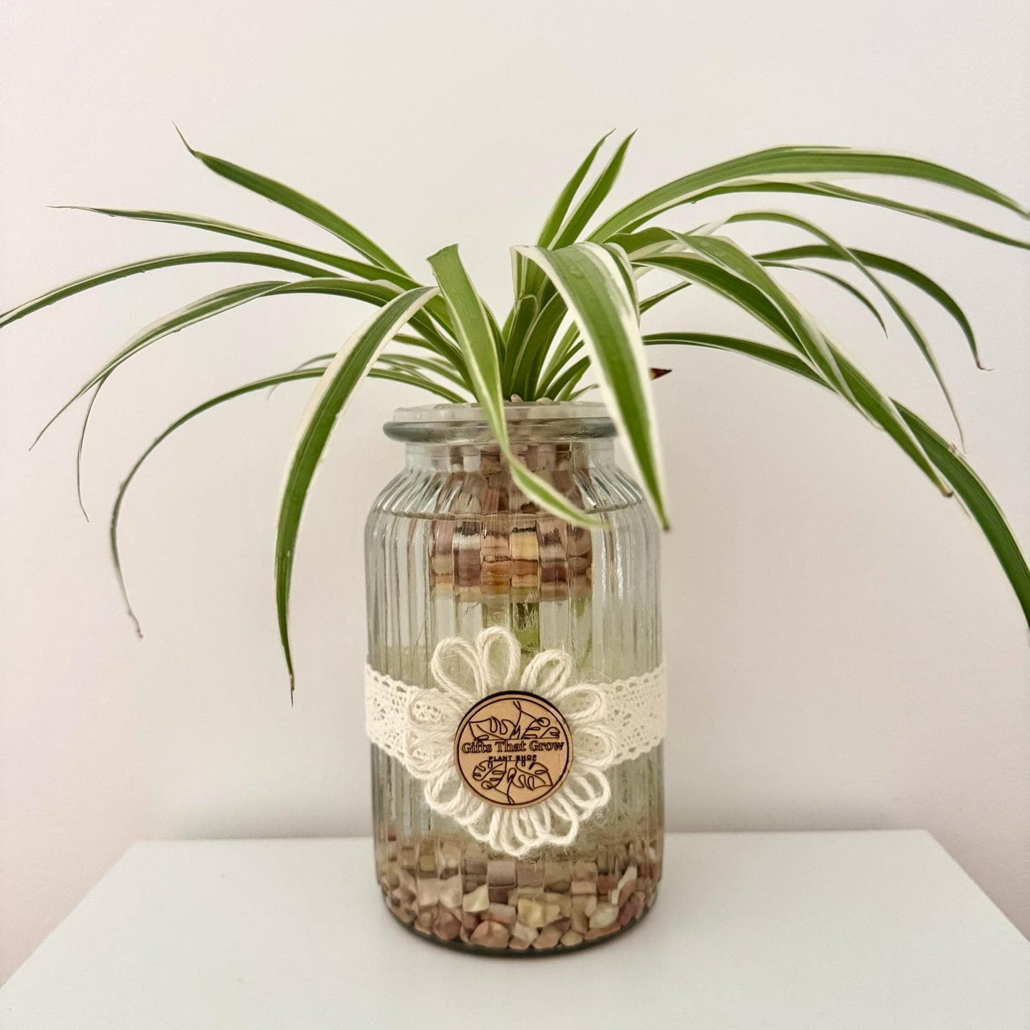 Spider Plant - Daisy Edition
