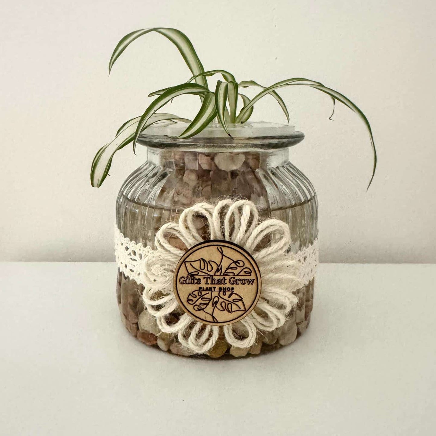 Spider Plant - Daisy Edition