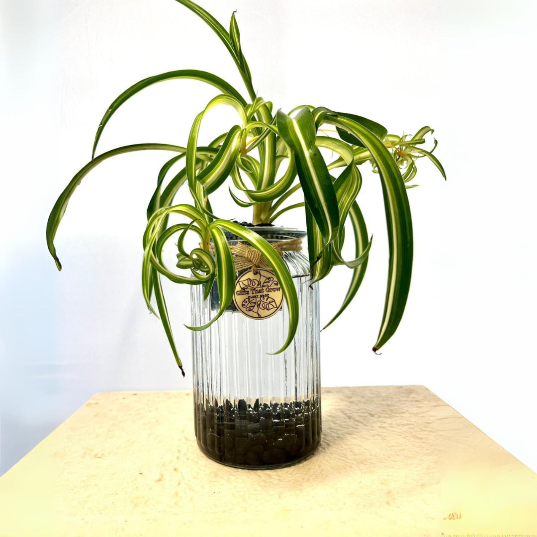 Spider Plant Curly (Chlorophytum Comosum)