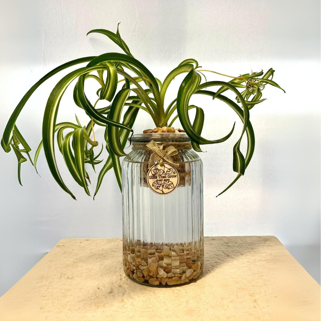 Spider Plant Curly (Chlorophytum Comosum)