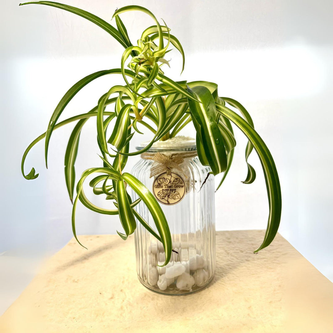 Spider Plant Curly (Chlorophytum Comosum)