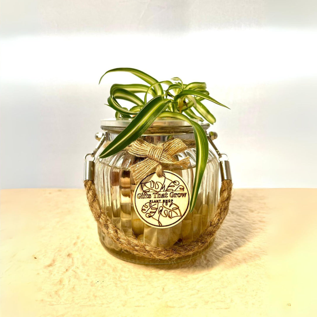 Spider Plant Curly (Chlorophytum Comosum)