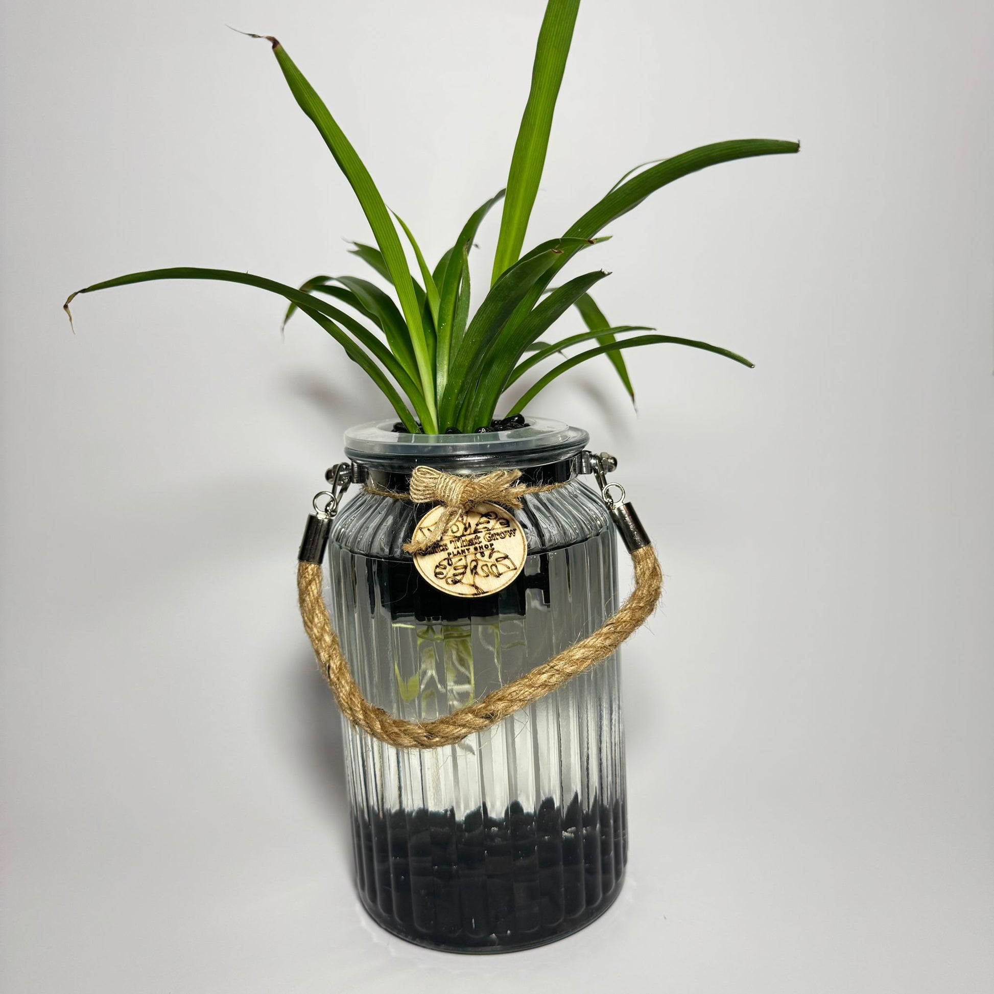 spider plant in mason jar Green Spider Plant (Chlorophytum comosum)| Gifts That Grow