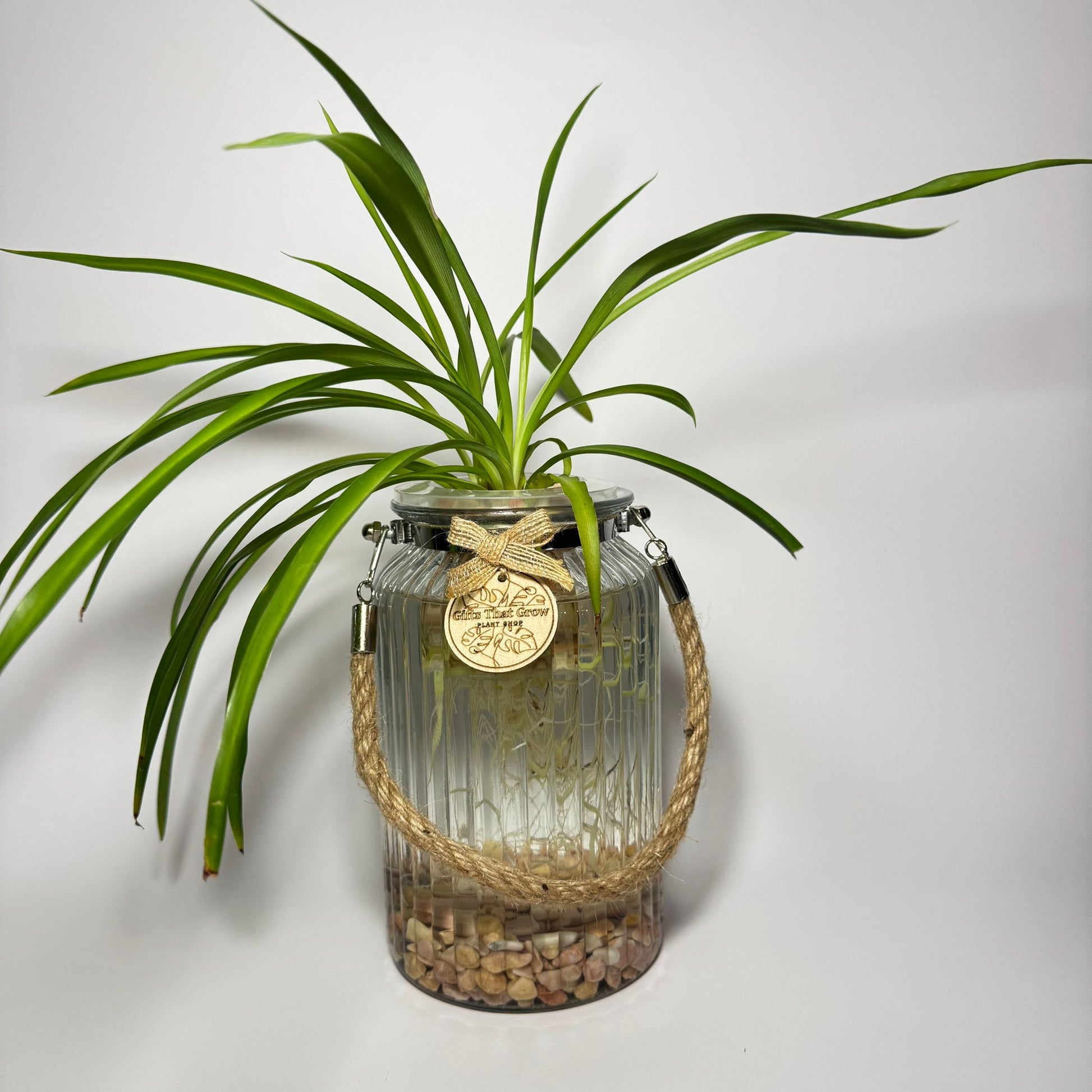 chlorophytum comosum water Green Spider Plant (Chlorophytum comosum)| Gifts That Grow