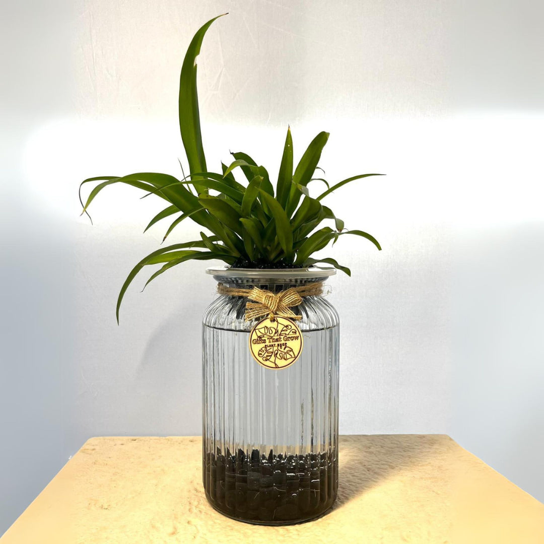 Spider Plant Green (Chlorophytum Comosum)