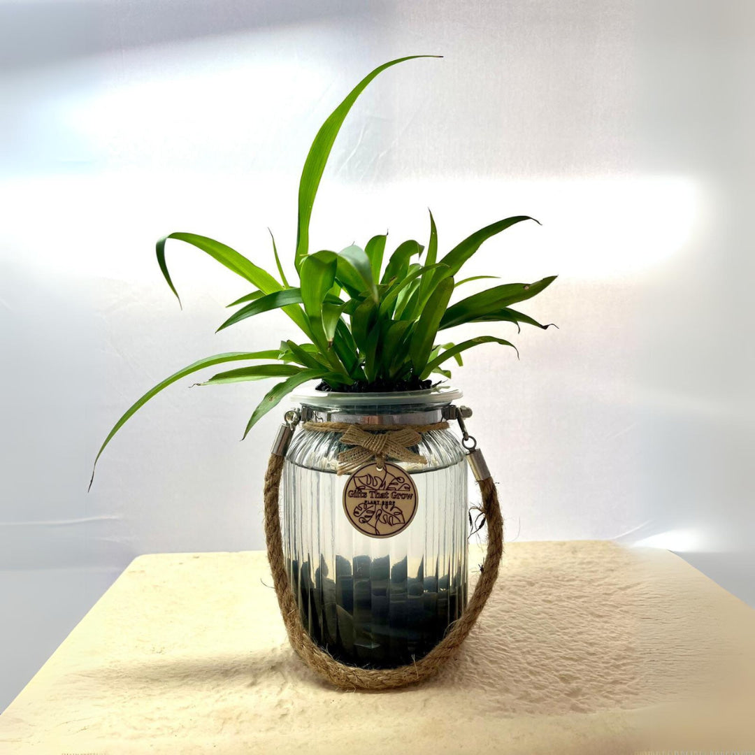 Spider Plant Green (Chlorophytum Comosum)