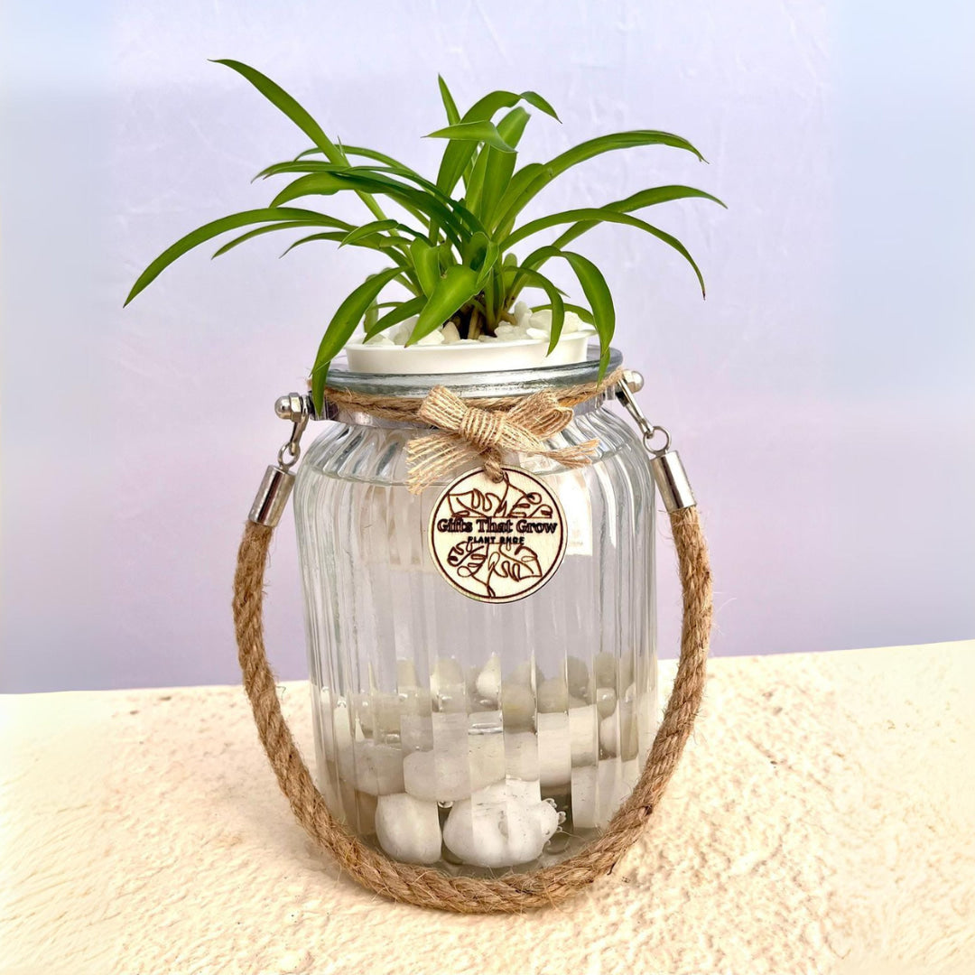 Spider Plant Green (Chlorophytum Comosum)