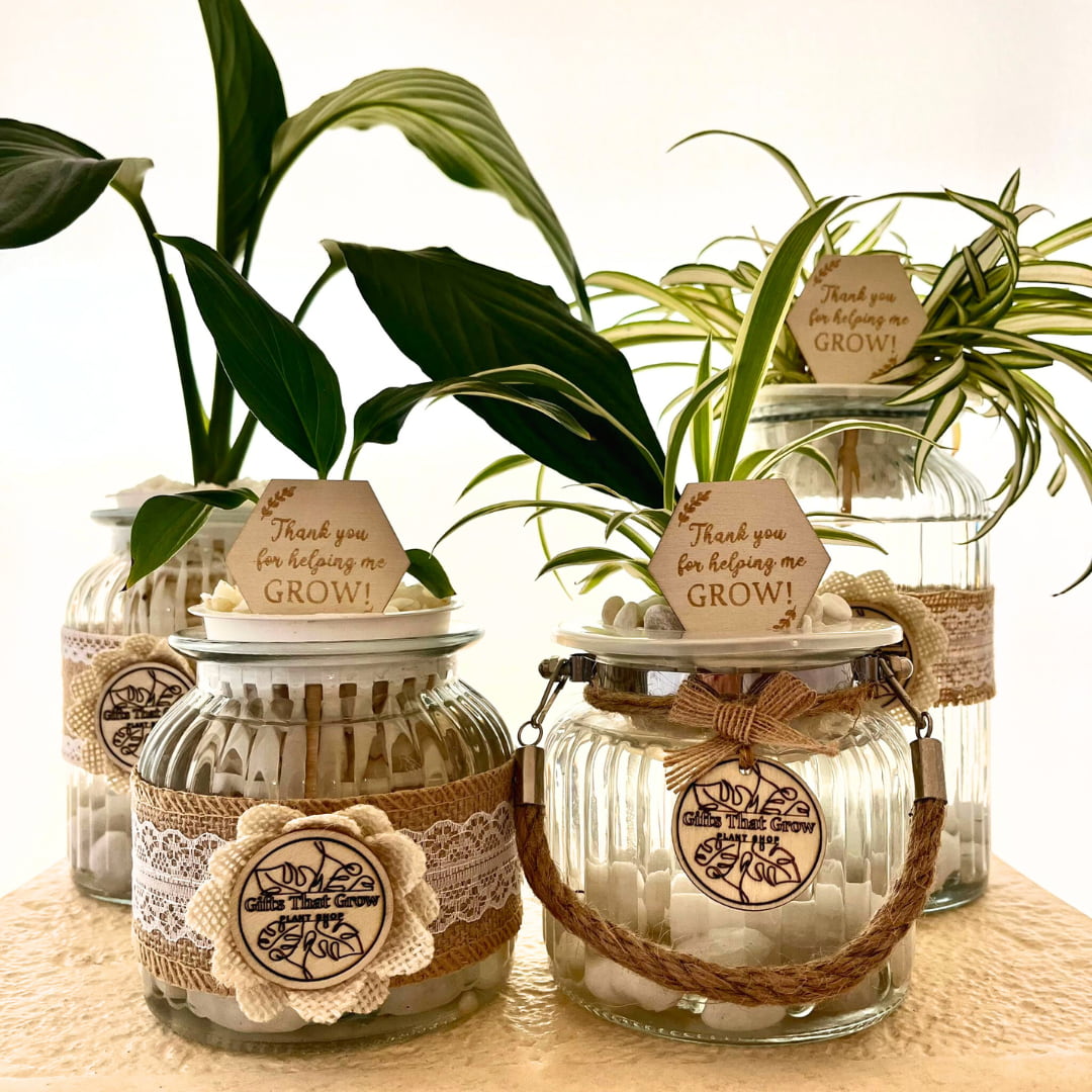 Teacher’s Gift Water Plant