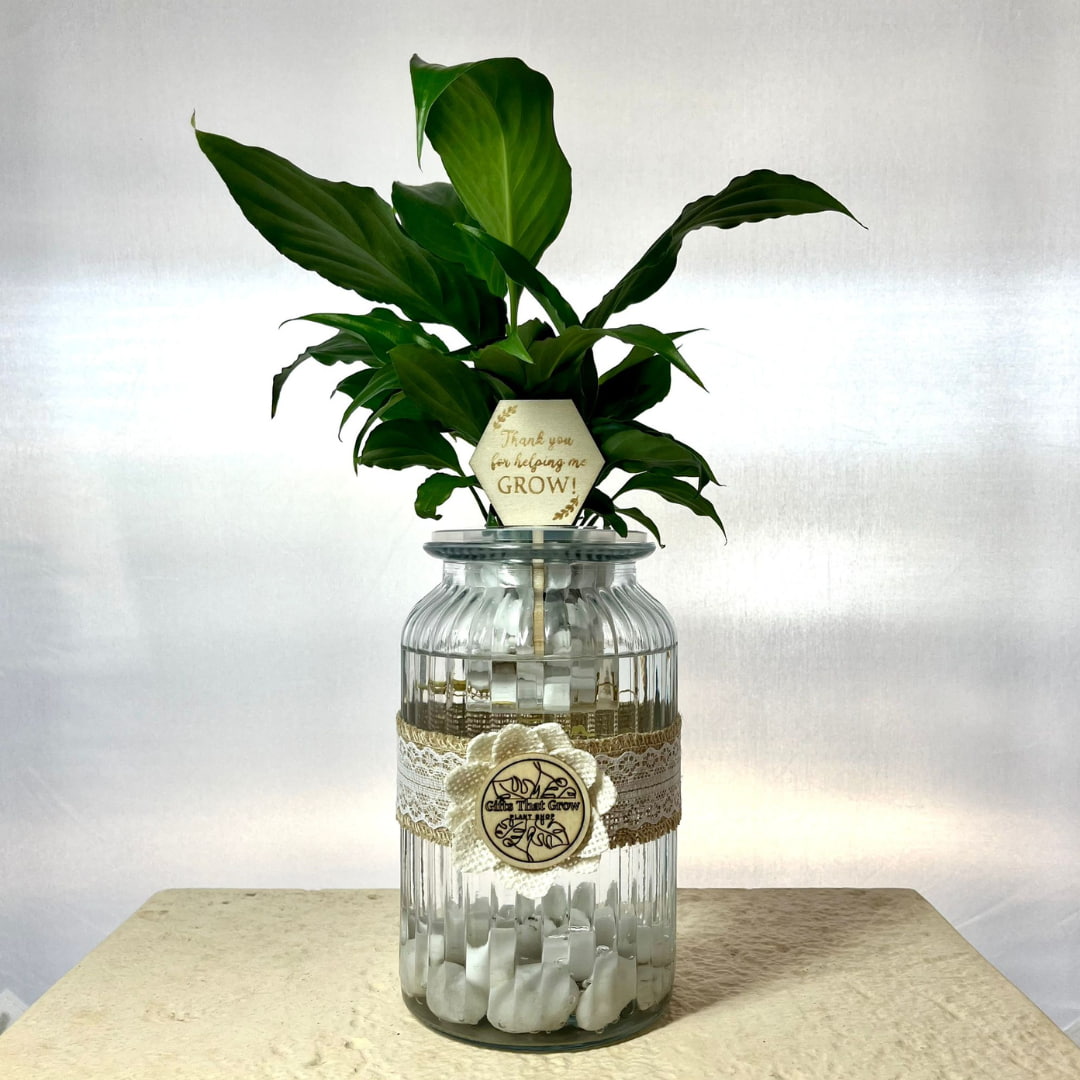 Teacher’s Gift Water Plant