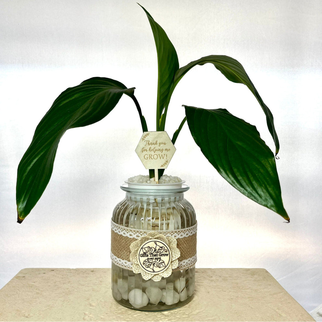 Teacher’s Gift Water Plant