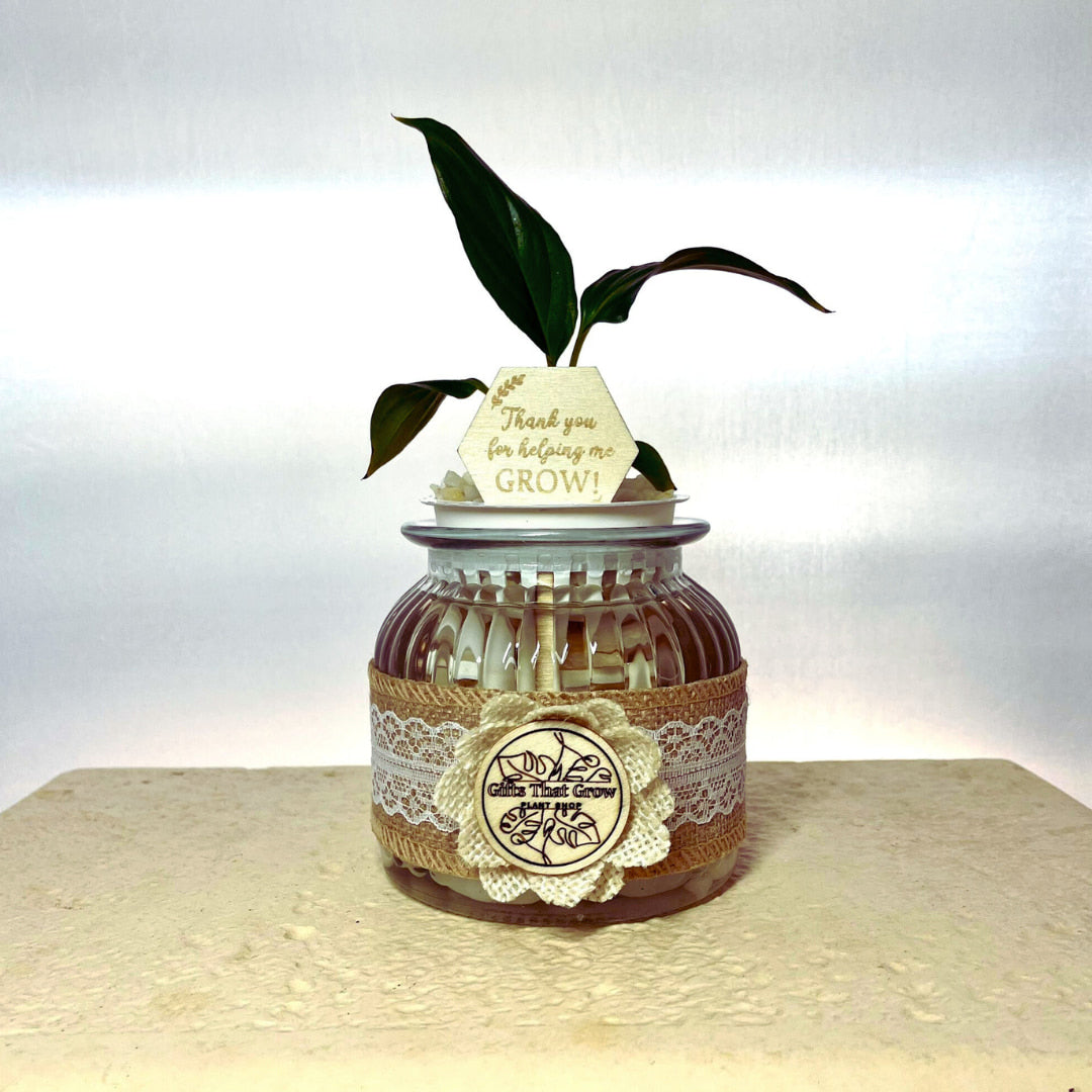 Teacher’s Gift Water Plant