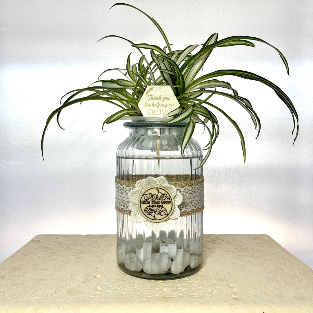 Teacher’s Gift Water Plant