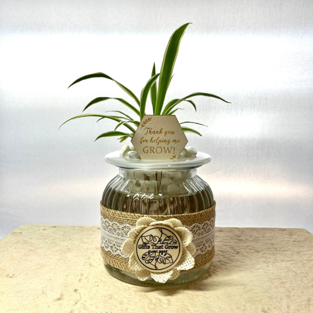 Teacher’s Gift Water Plant